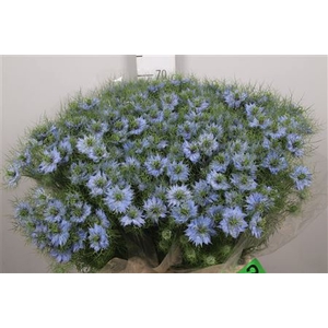 Nigella D Sky Blue