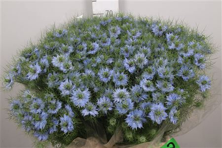 Nigella D Sky Blue