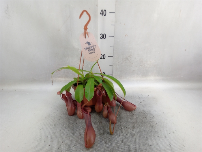 <h4>Nepenthes alata</h4>