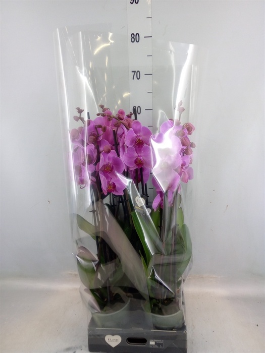 <h4>Phalaenopsis  'Ant Orlando'</h4>