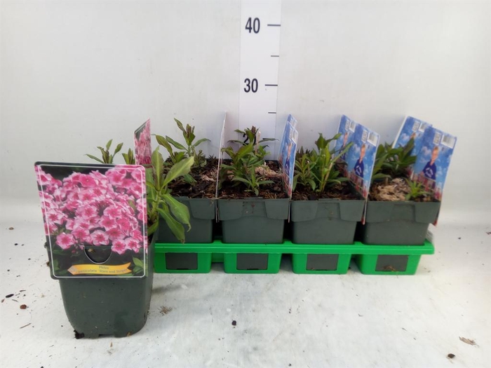 <h4>Phlox panic.</h4>