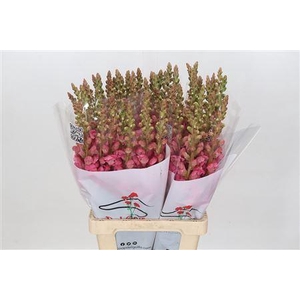 ANTIRRH POTOMAC CHERRY PINK