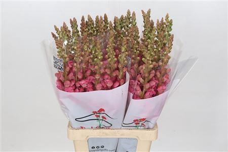 <h4>ANTIRRH POTOMAC CHERRY PINK</h4>