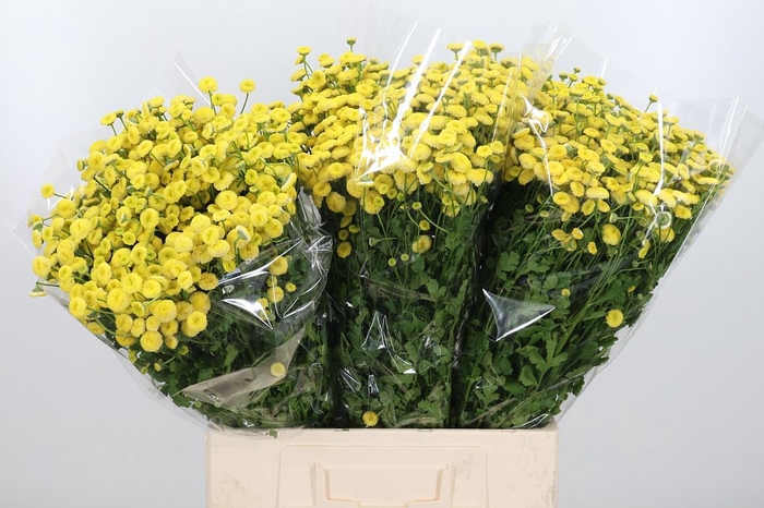 <h4>Tanacetum Pa Amazone</h4>