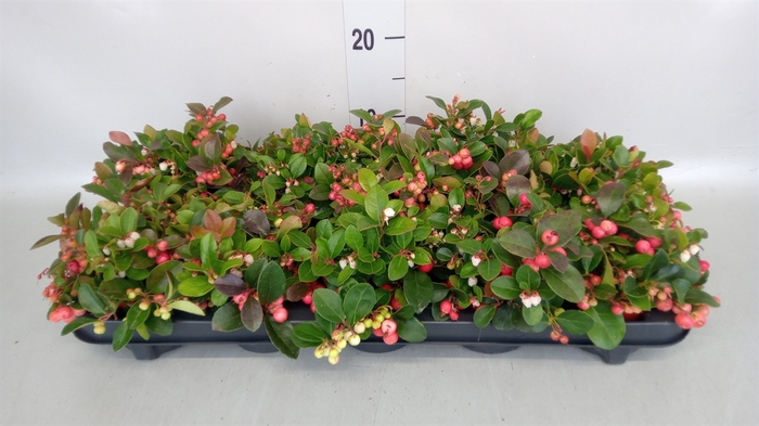 <h4>Gaultheria proc. 'Big Berry'</h4>