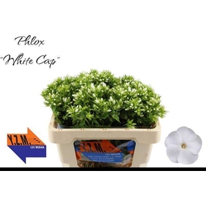 PHLOX P WHITECAP
