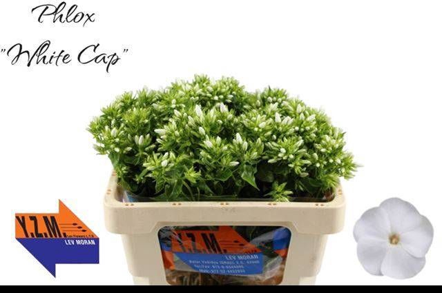 <h4>PHLOX P WHITECAP</h4>