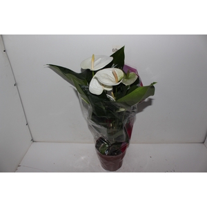 ANTHURIUM SUMI P17