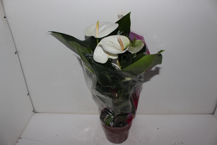 ANTHURIUM SUMI P17