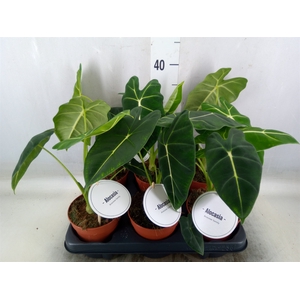Alocasia   ...