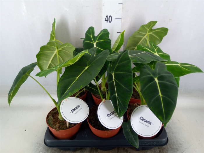 <h4>Alocasia   ...</h4>