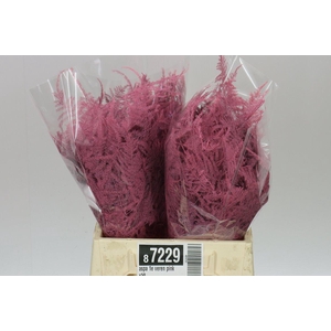 Aspa 1e Veren Pink X50