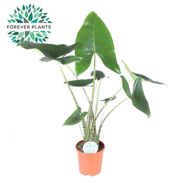 <h4>Alocasia zebrina</h4>