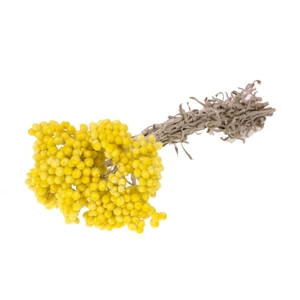 Immortelle natural yellow
