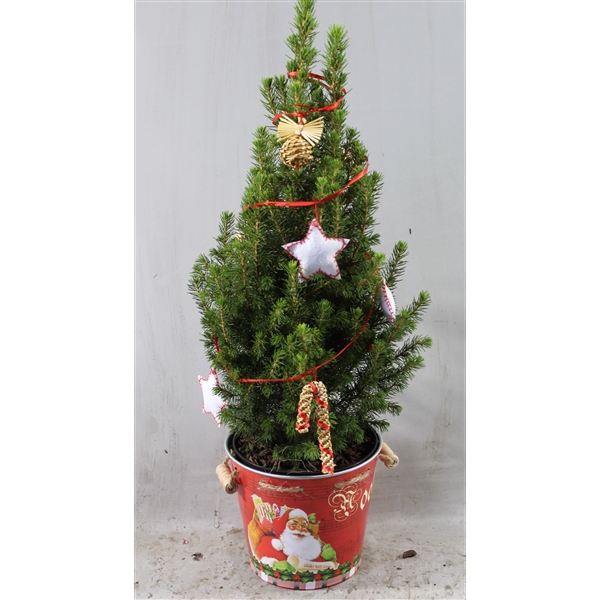 <h4>Picea Conica Arrangement Rood</h4>