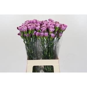 Dianthus St Royal Damascus