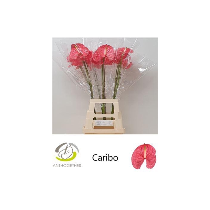 <h4>Anth A Caribo</h4>