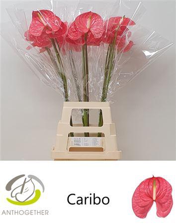 <h4>Anth A Caribo</h4>