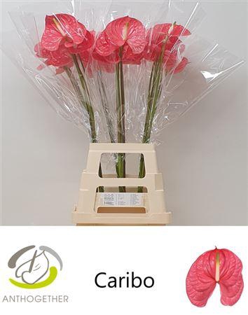 <h4>Anth A Caribo</h4>