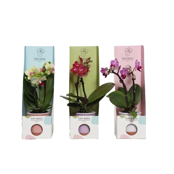 <h4>Valencia Mix Tiny Dolls Mix 2T10+ aqu@ in Tiny Box Pastel Mix</h4>