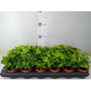 Hedera helix 'Wonder'