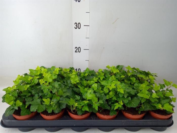 <h4>Hedera helix 'Wonder'</h4>