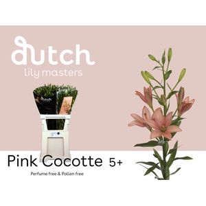 Li Az Pink Cocotte 5+ Lily Master