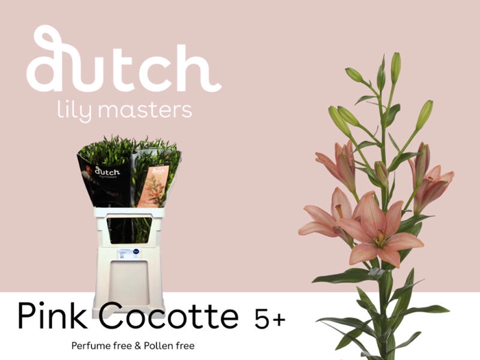 <h4>Li Az Pink Cocotte 5+ Lily Master</h4>