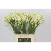 Agapanthus EYFORI White