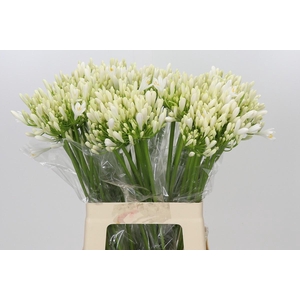 Agapanthus EYFORI White