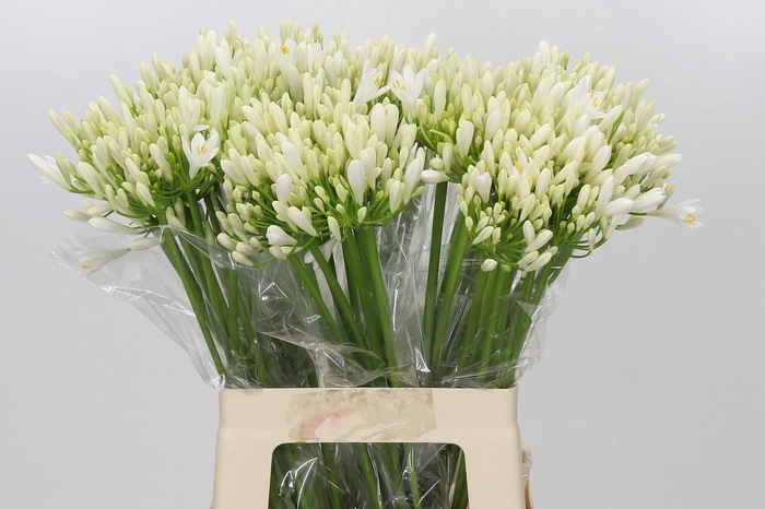 <h4>Agapanthus EYFORI White</h4>