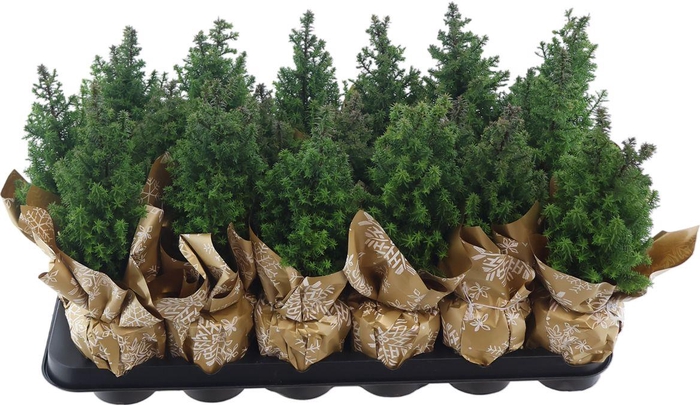 <h4>Cham Th Alpica + Deco</h4>