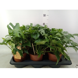 Monstera   ...