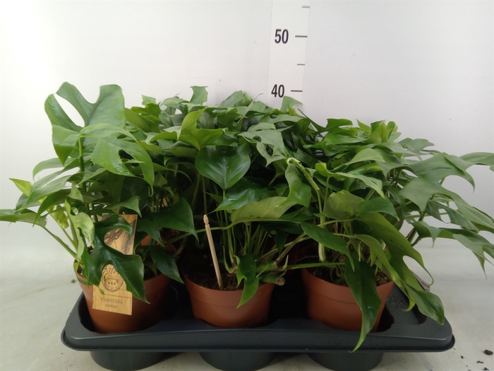 <h4>Monstera   ...</h4>