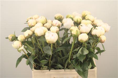 <h4>Paeo L Bowl Of Cream</h4>