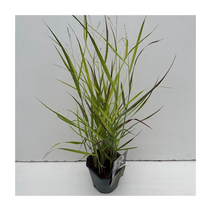 <h4>Panicum 'Sangria'</h4>