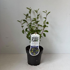 Ceanothus x delilianus Henry Desfo