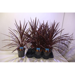 arr8 Cord Aus Red Star