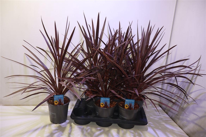 <h4>arr8 Cord Aus Red Star</h4>