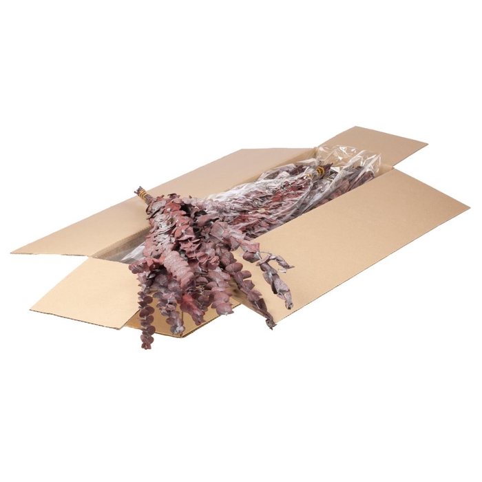 <h4>Eucalyptus Baby Preserved 10pc 55cm Sb Red</h4>