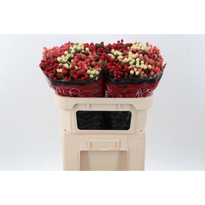 Hyp Rainb Rom Mix 70cm