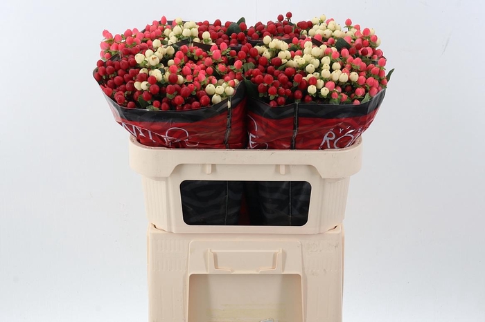 <h4>Hyp Rainb Rom Mix 70cm</h4>