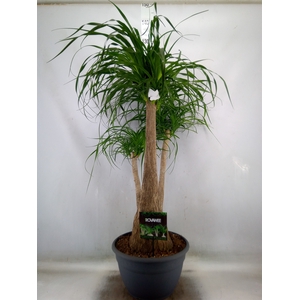 Beaucarnea recurvata