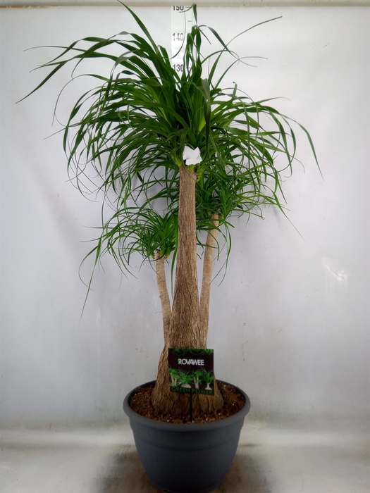 <h4>Beaucarnea recurvata</h4>