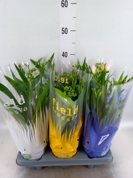 <h4>Freesia   ...</h4>