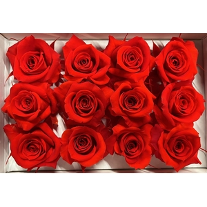 Ro Pres.. Red Scarlet (4cm)