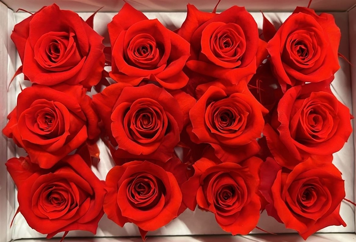 Ro Pres Mini Red Scarlet