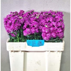 MATTH STOX DEEP ROSE