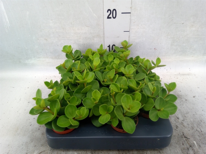 <h4>Peperomia tetraphylla 'Hope'</h4>