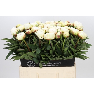 Paeonia Madame Claude Tain
